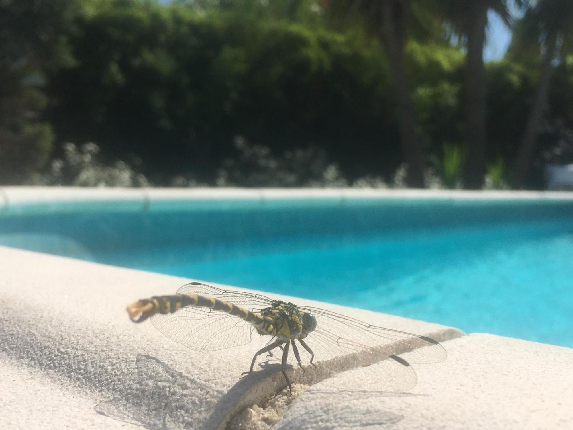 Maison Proche De Hyeres Avec Piscine Privee, Terrasse Et Jardin La Farlède Zewnętrze zdjęcie